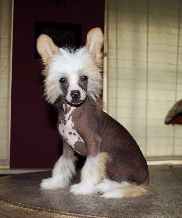 Be My Dog's Flashy N Foxy