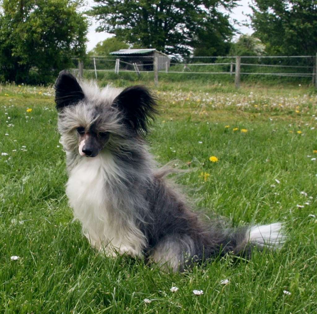 Be My Dog's Generals Grand