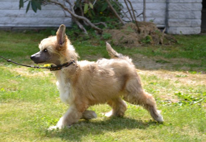 De La Mahafu's HP Lexus