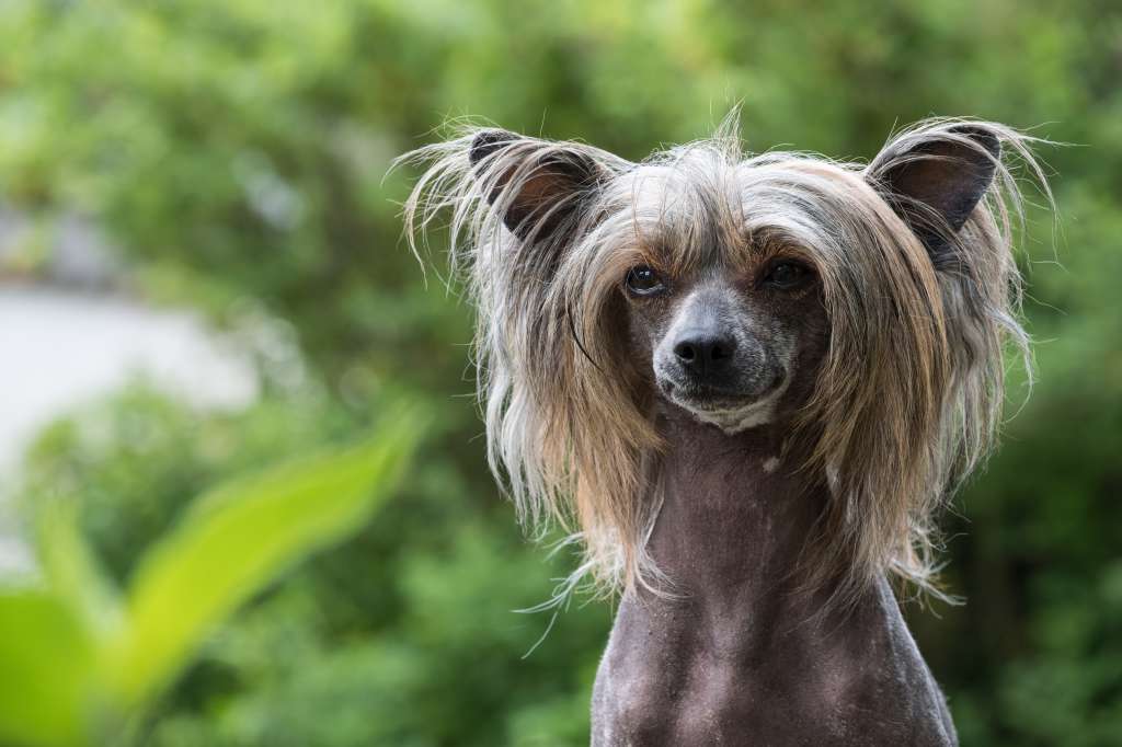 Westfire's Aqua Mirabilis