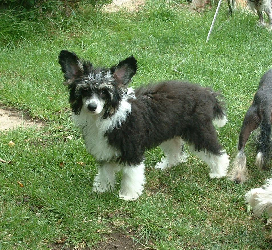 Jhanchi You Don't Fool Me