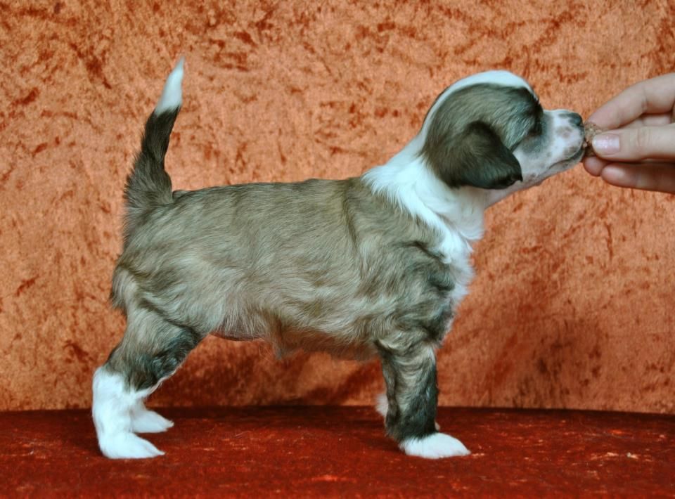 Kalimera's Play Canasta with me