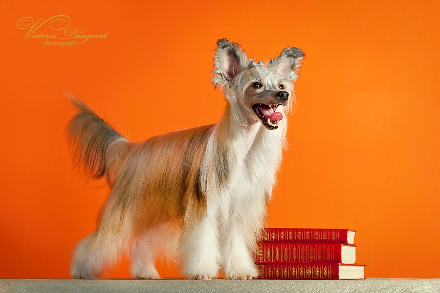 Bruno Hummer Triumphal