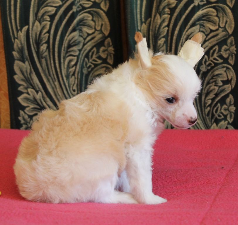 Bonita Kiisa Triumphal