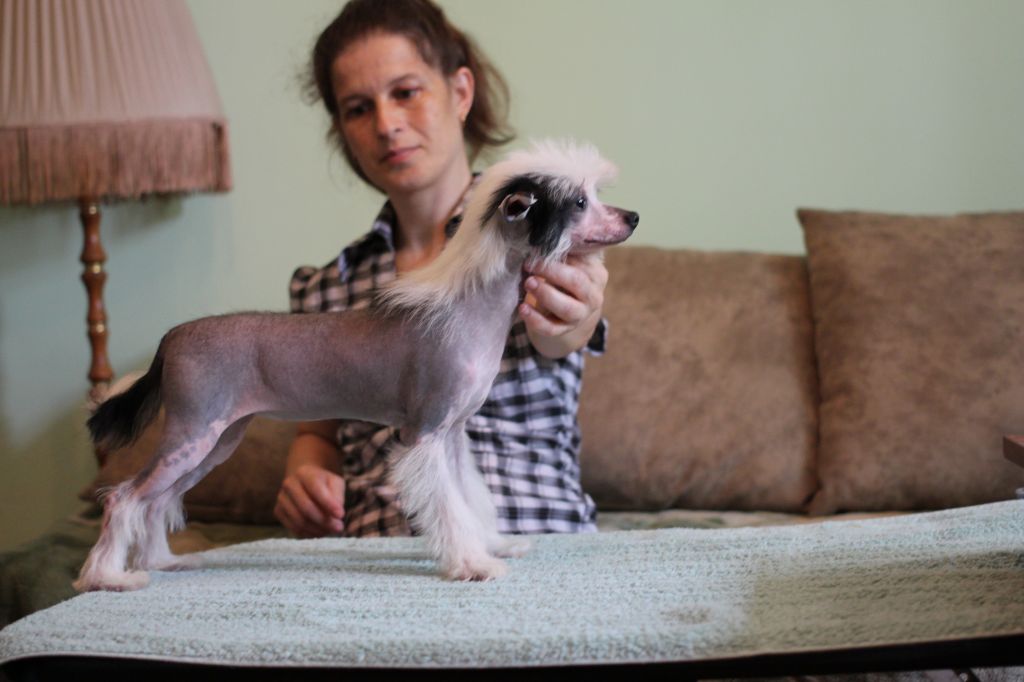 Shelcovij Shlejf  Zouberin