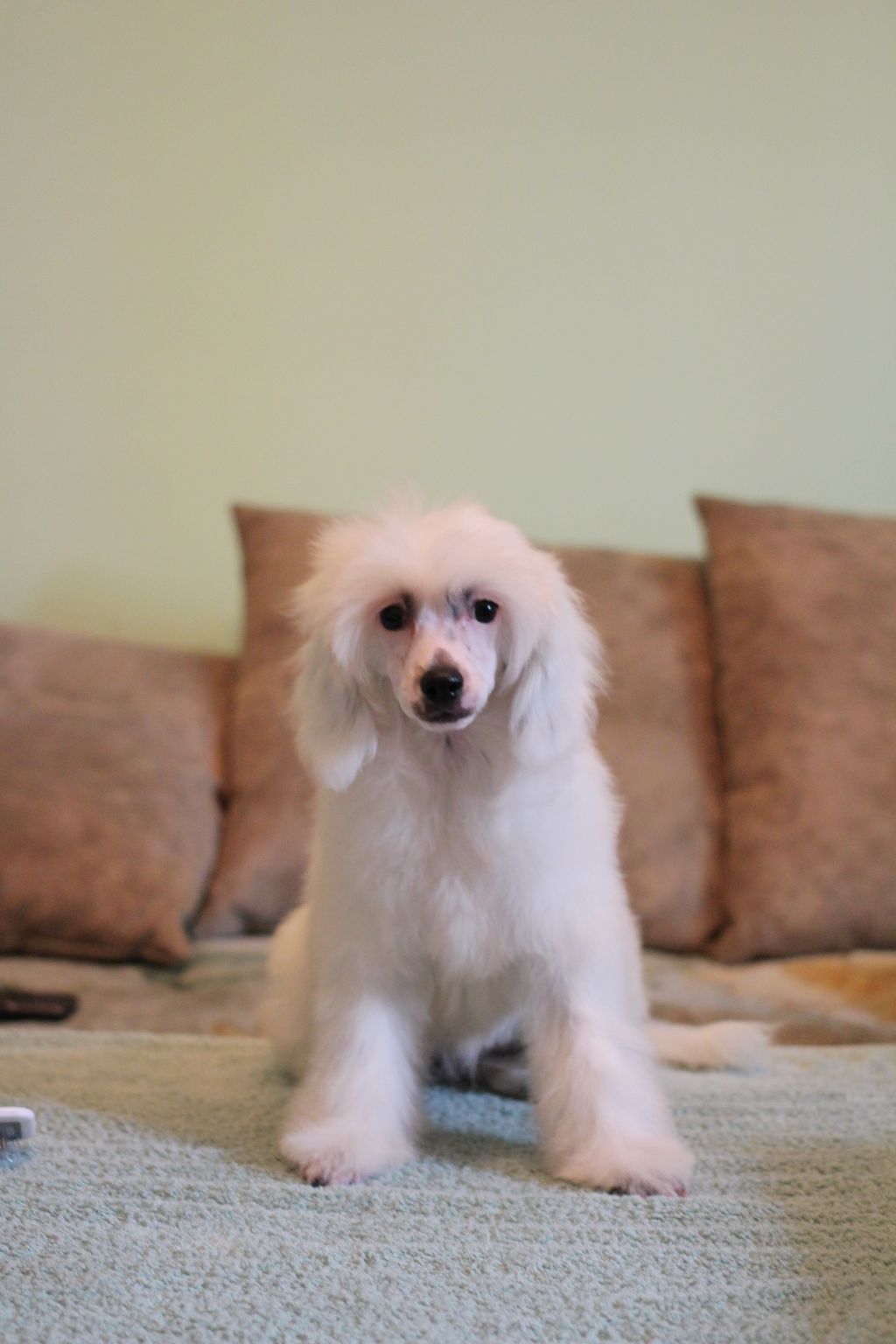 Shelcovij Shlejf  Zartheit