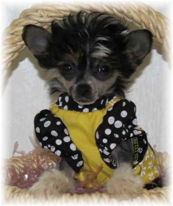 Serenity's Nude Attitude