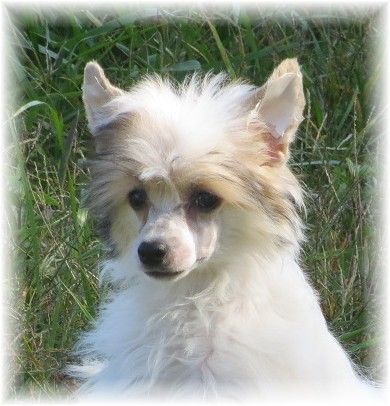 Radiant's White Lace At Serenity