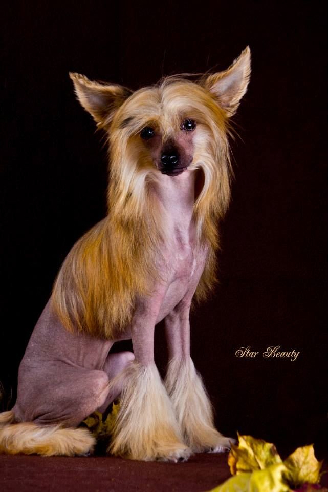 Florence Vittoria dell Amore