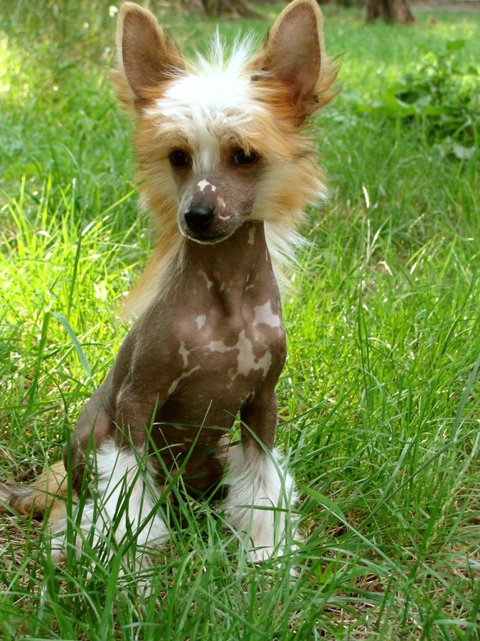 Fabrizio Vittoria dell Amore