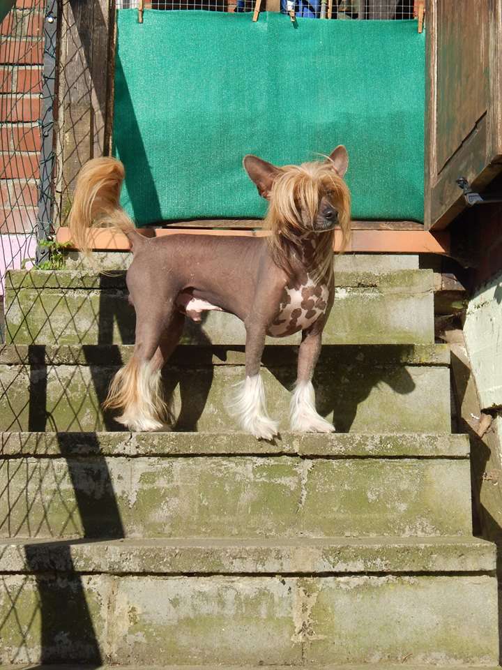 Isar de l'Orée des Rêves