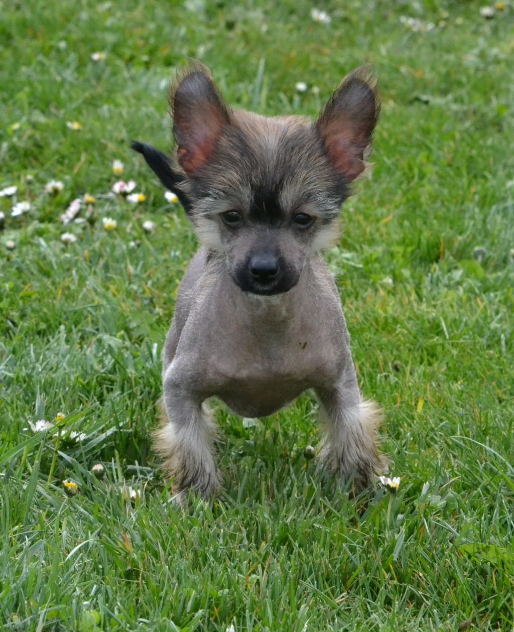 I Love Kiss de l'Orée des Rêves