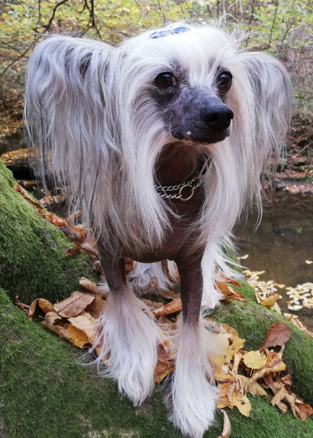 Be My Dog's Flower Punk