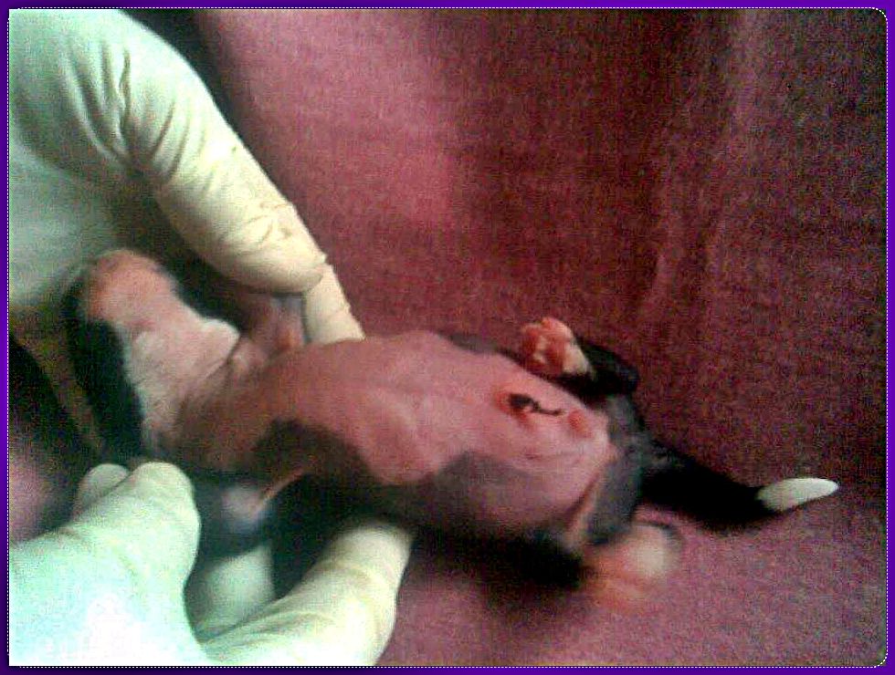 Puha - Luxus Porcelán Erogén