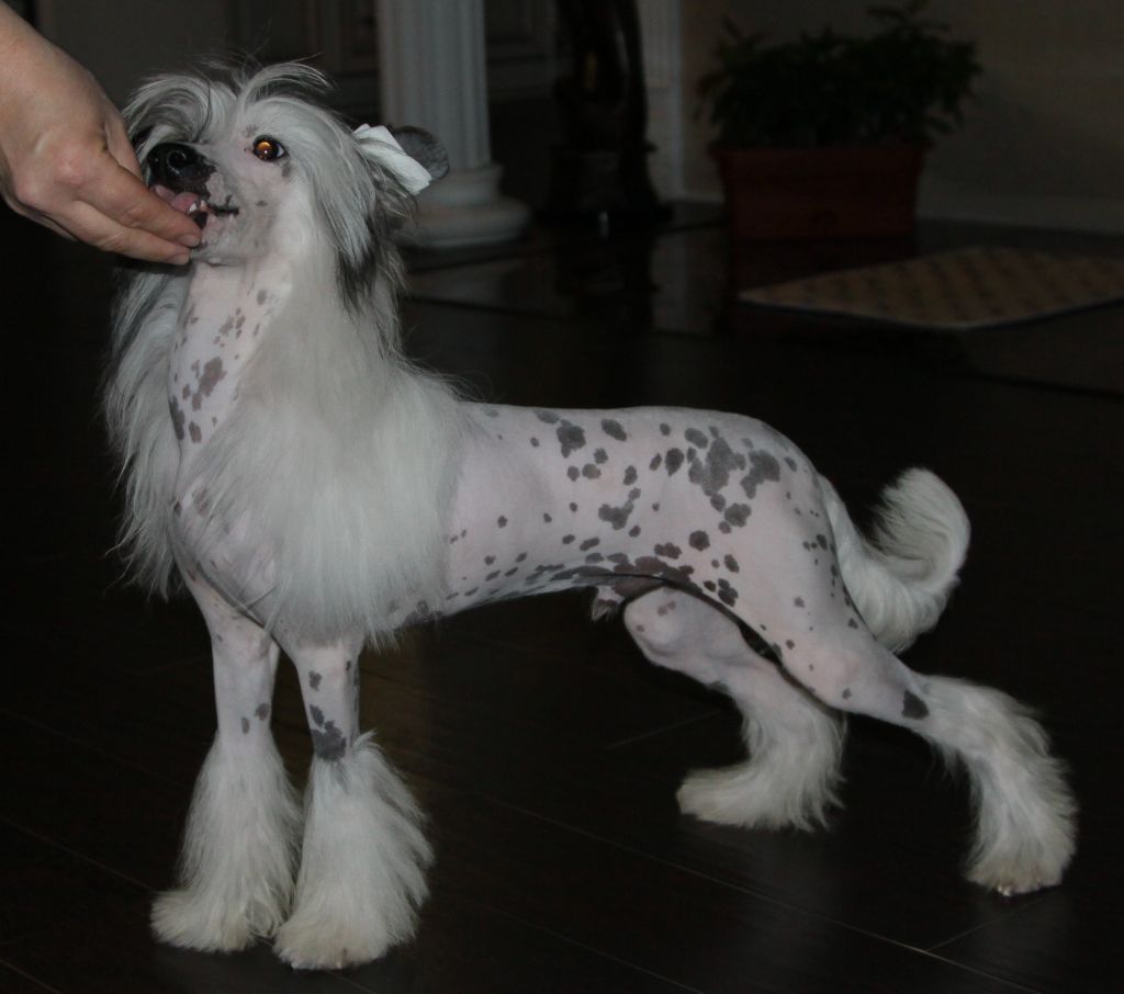 Premier Mari Umberto Nobile