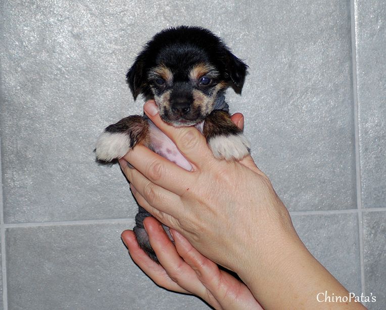 Duneliduns Ashton By Diva