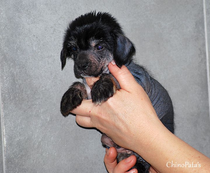 Duneliduns Armani By Diva