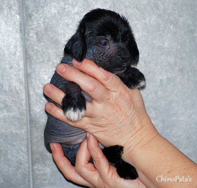 Duneliduns Ace By Diva