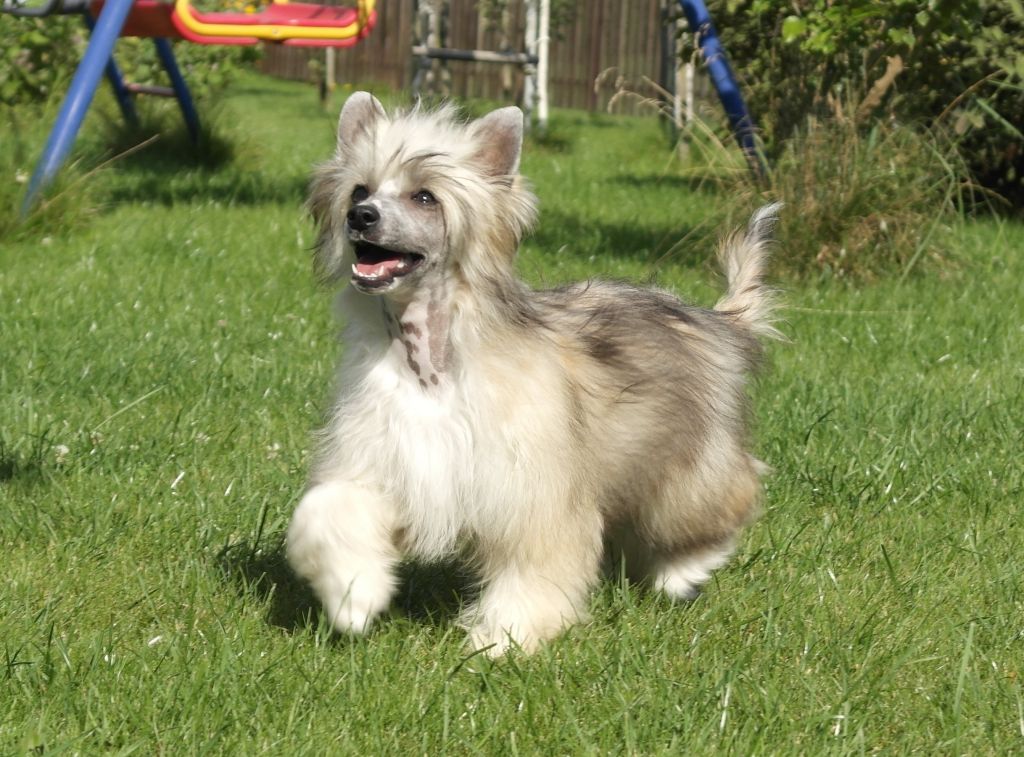 Mano Ponis Elleganta