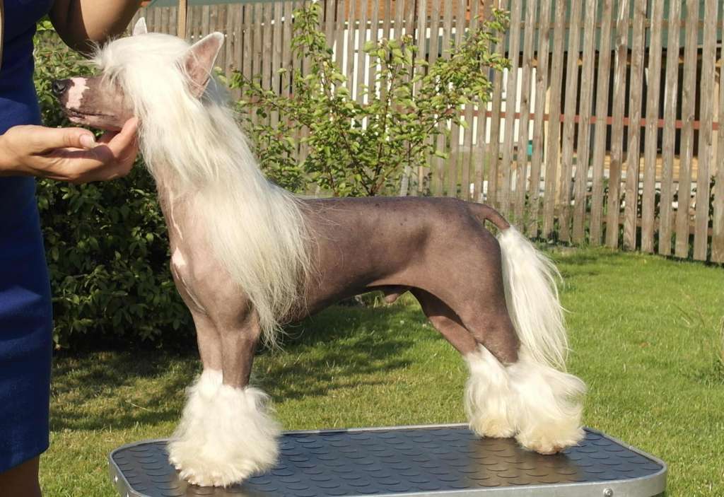 Mano Ponis Eldoradas