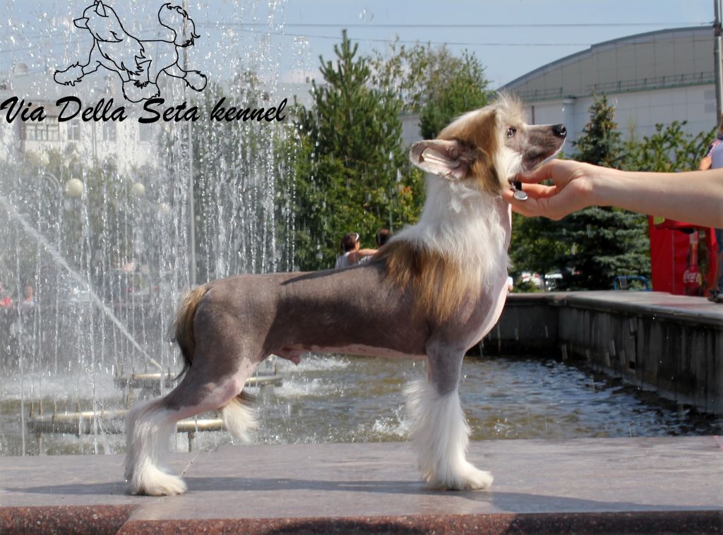 Via Della Seta Alto Volare