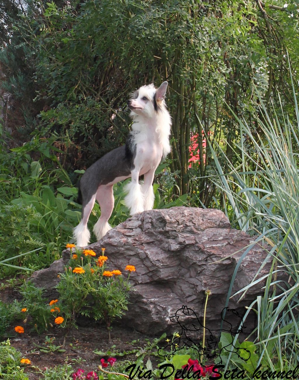 Via Della Seta Apparento Vintaggio