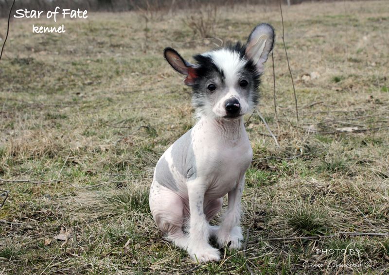 Zhen'-Shen' Almare Star of Fate