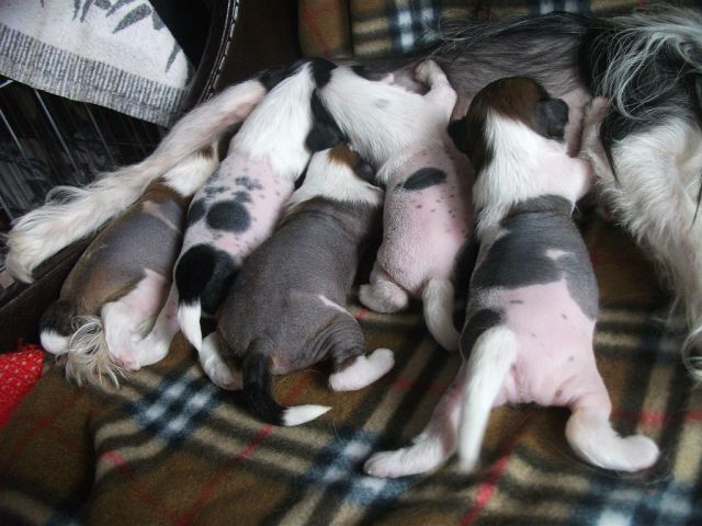 Ognenny Lotos Ogastin Deity