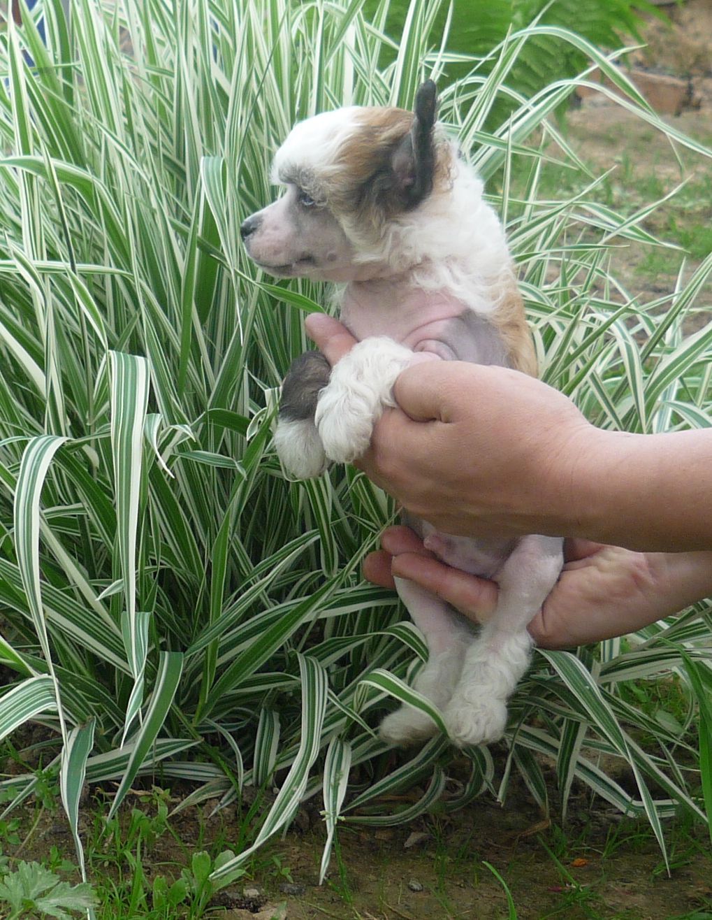 Legion Of Dream Lourel First