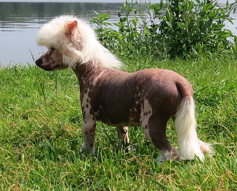 Angel O' Check Jemchug.