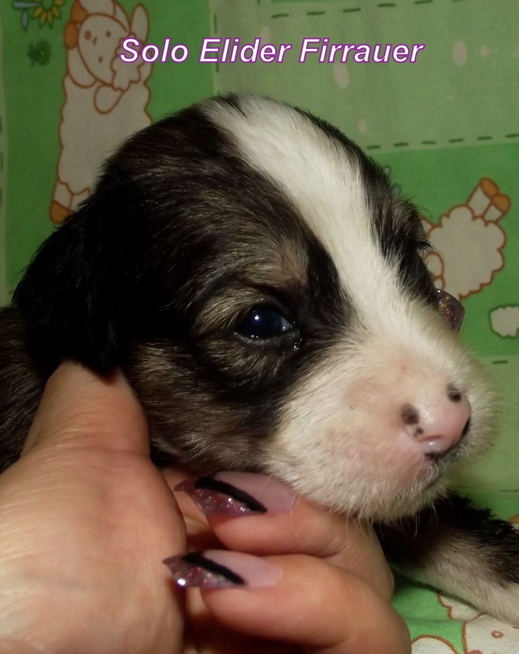 Solo Elider Firrauer