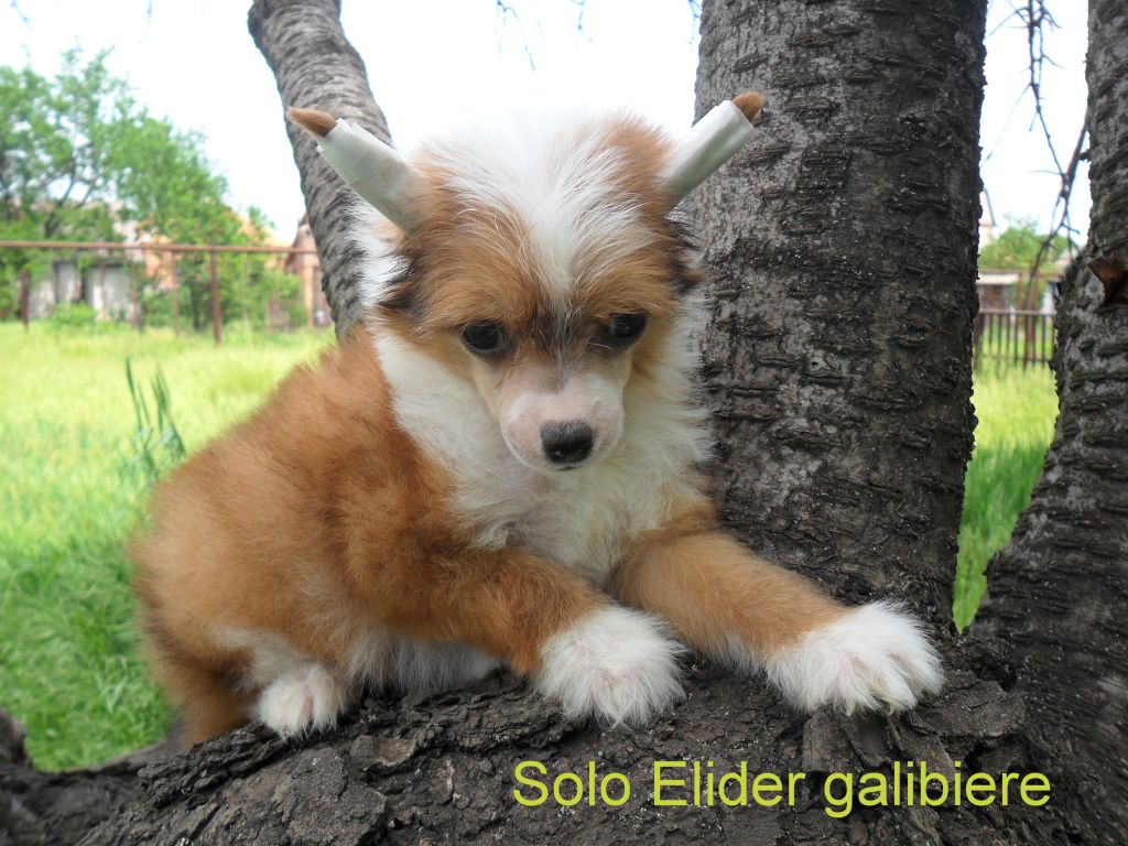 Solo Elider Galibiere