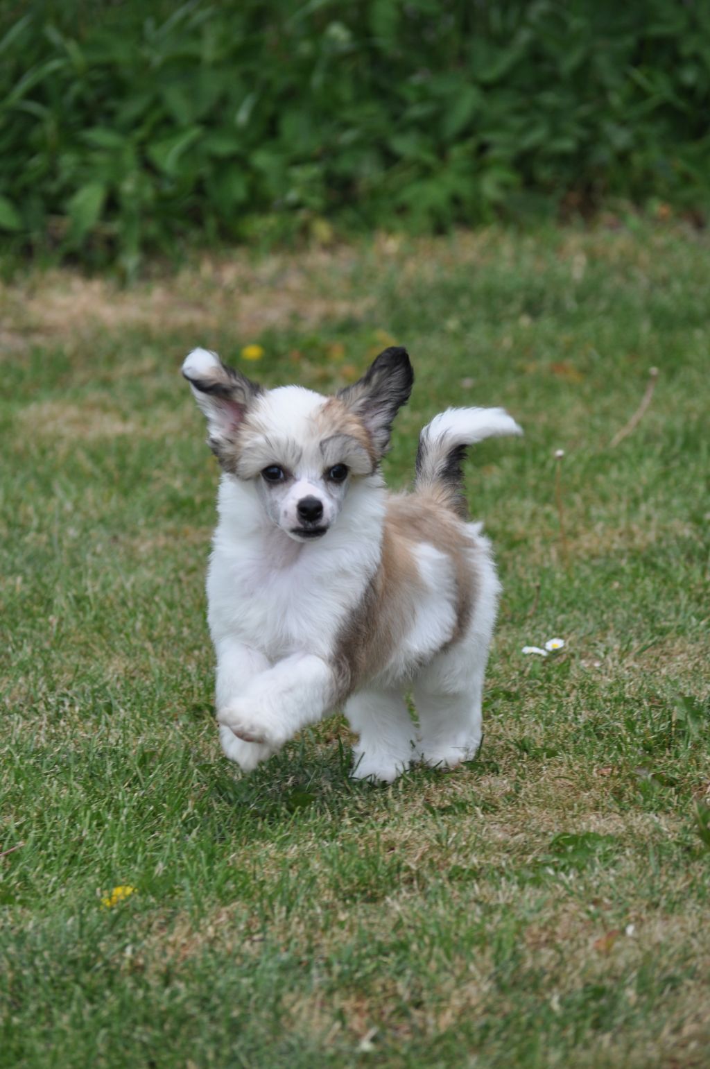 Speechless Ludwig Van Beethoven