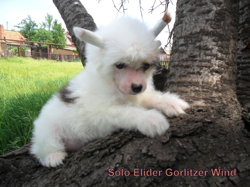 Solo Elider Gorlitzer Wind