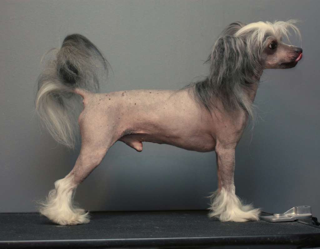 Speechless Wolfgang Amadeus Mozart