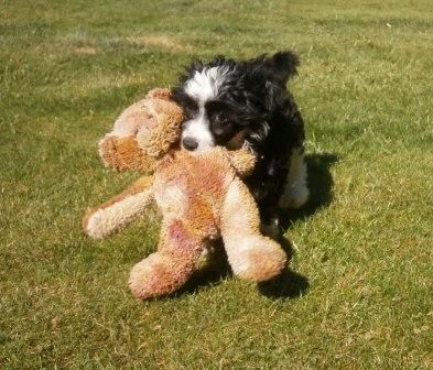Scherzando Man in Black