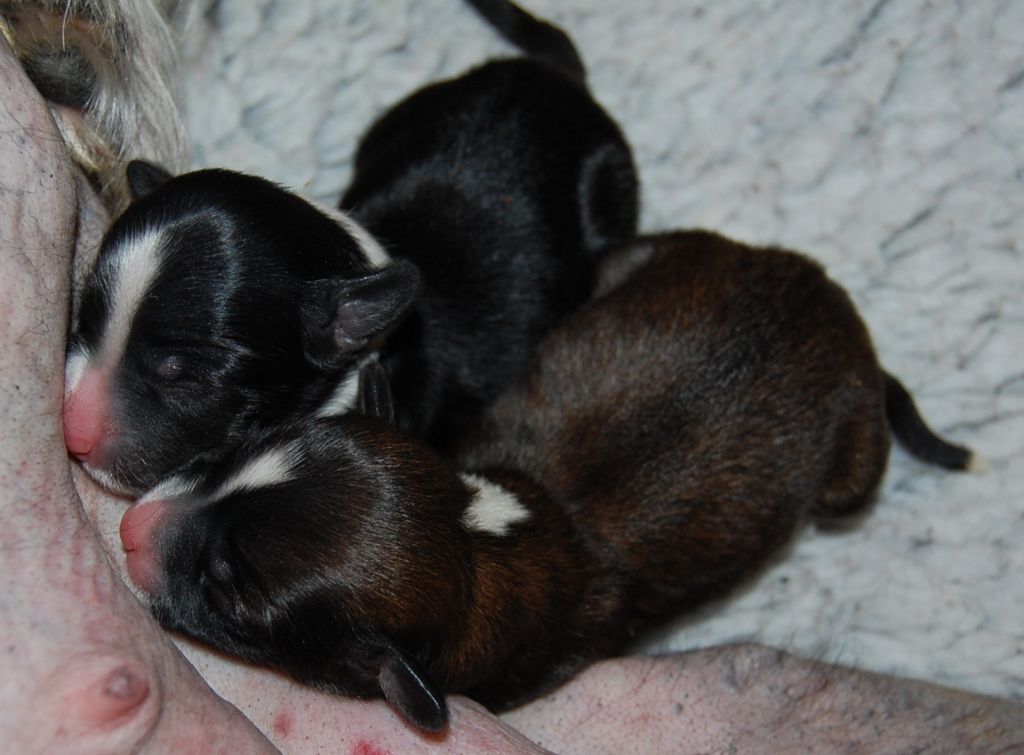 Crested Clan Black Friday