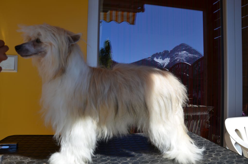 Angel O' Check Caramelnaya Mechta