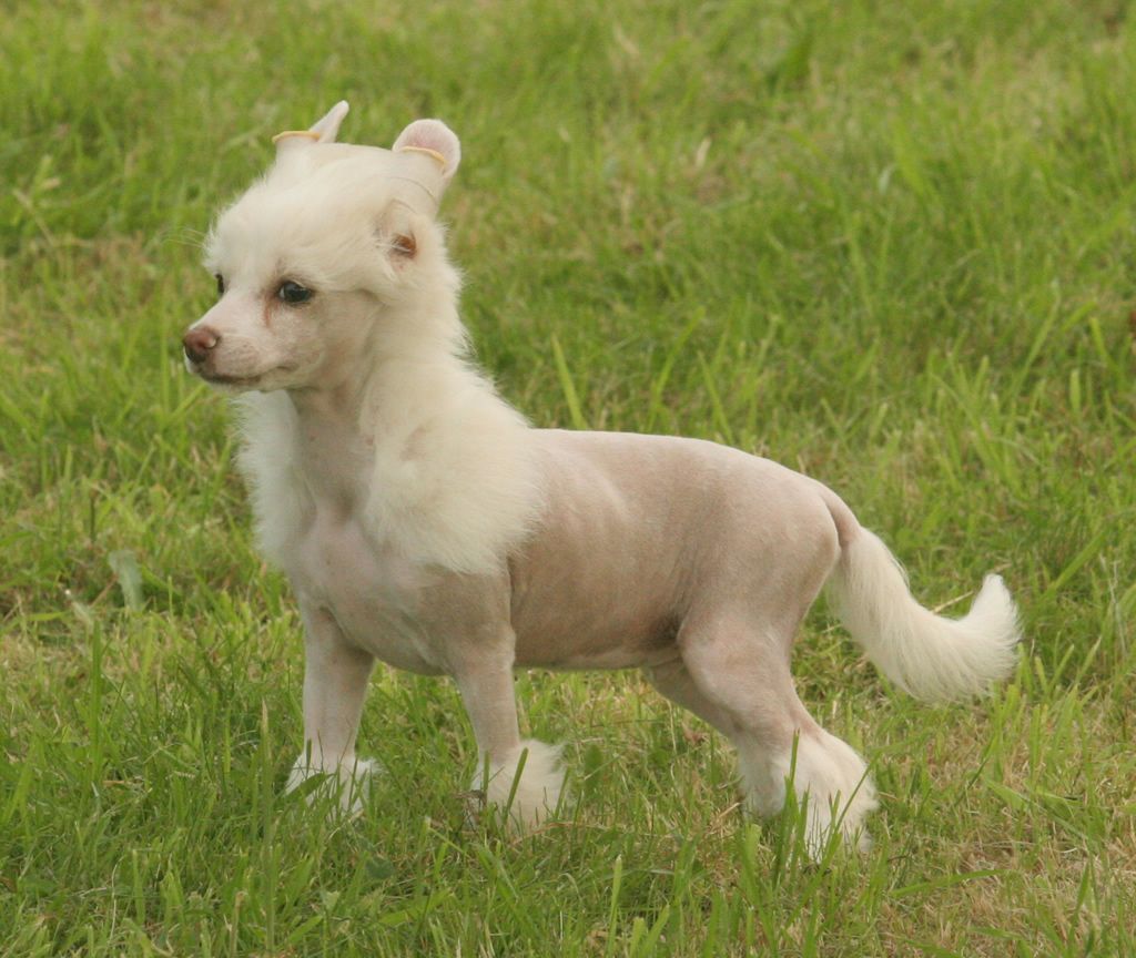 Vuran sweet candy de Almamasan