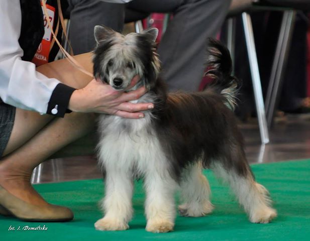 Ida Volpone Nadobnisie i koczkodany