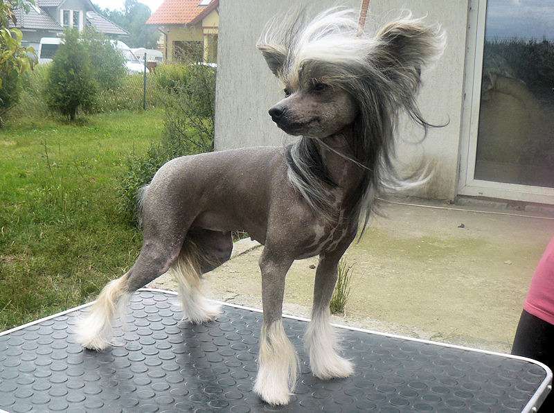 Irina Wsiewolodna Zbereznicka-Podberezka Nadobnisi