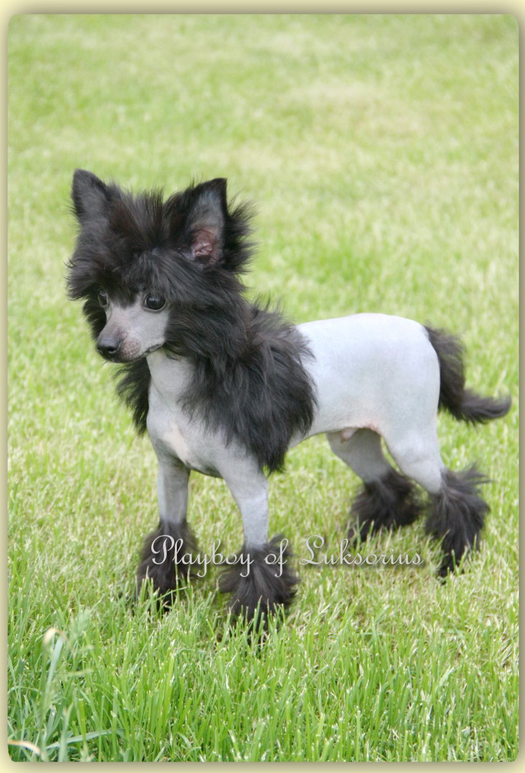 Playboy of Luksorius