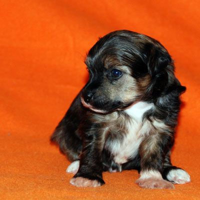 Alvine Band Fantomas