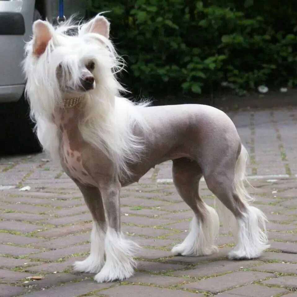 Forseti's Flamboyant Mistress