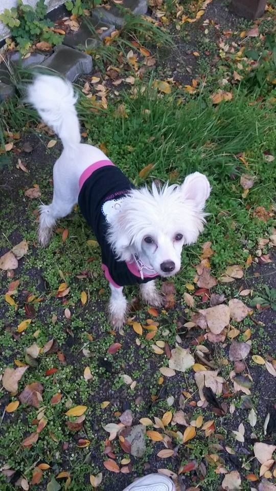 Forseti's Frisky Witch