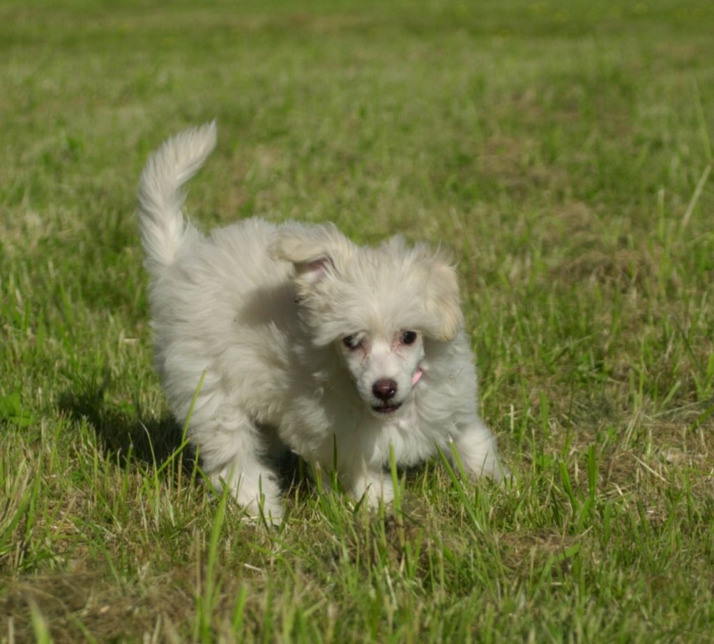 Pappersdrakens Alexandra af Kumquat