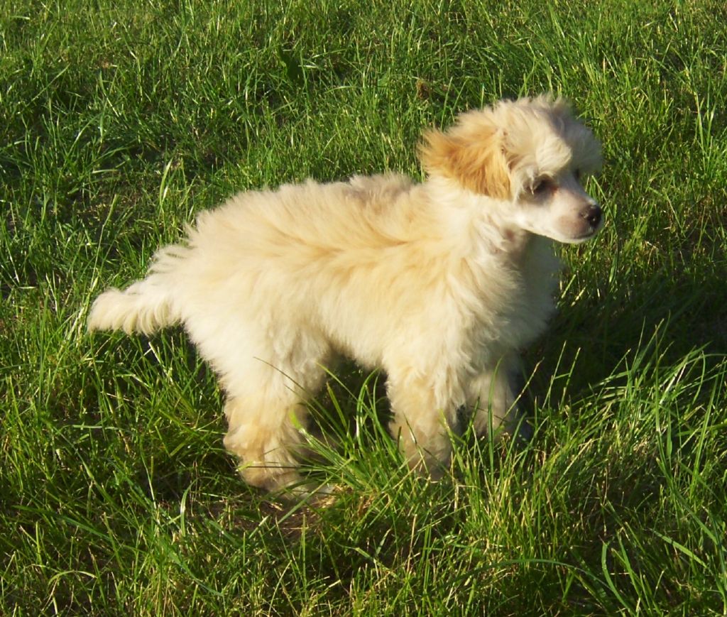 Pappersdrakens Greve Bergamott