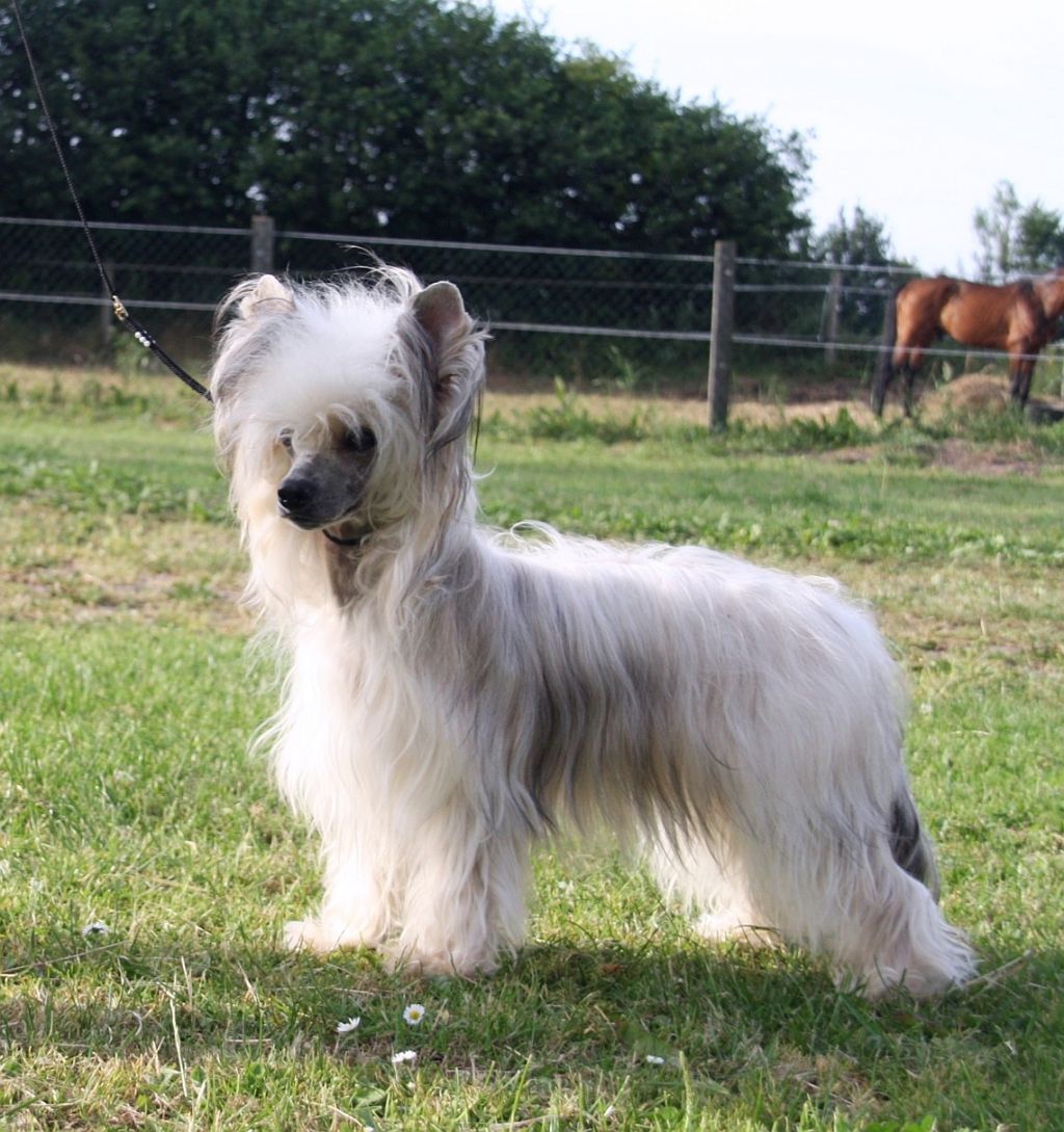 Be My Dog's Fifty Smokes Alot