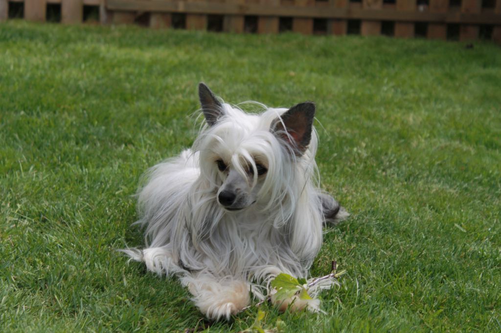 Be My Dog's Fade To Grey