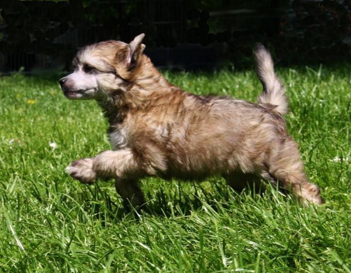 Be My Dog's Feedback